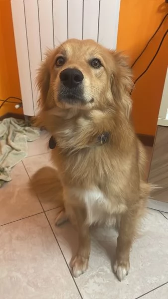 Cane cerca casa | Foto 0