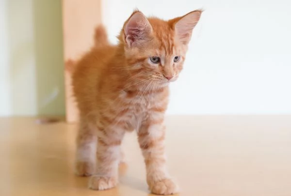 Meravigliosi cuccioli di Maine Coon | Foto 5