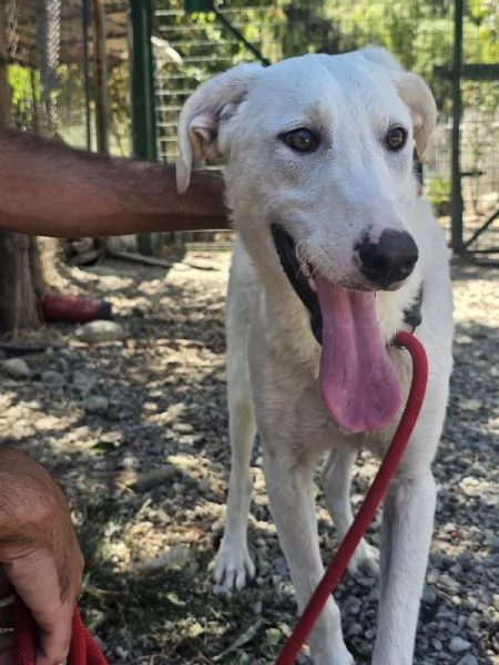 RADJA tenera cucciolona cerca casa  | Foto 1