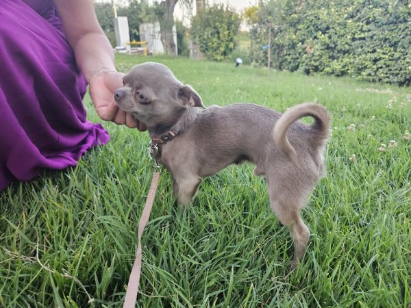 chihuahua maschio per accoppiamento | Foto 0