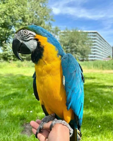 Hyacinth Macaw