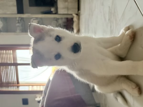 Husky NO PEDIGREE | Foto 5