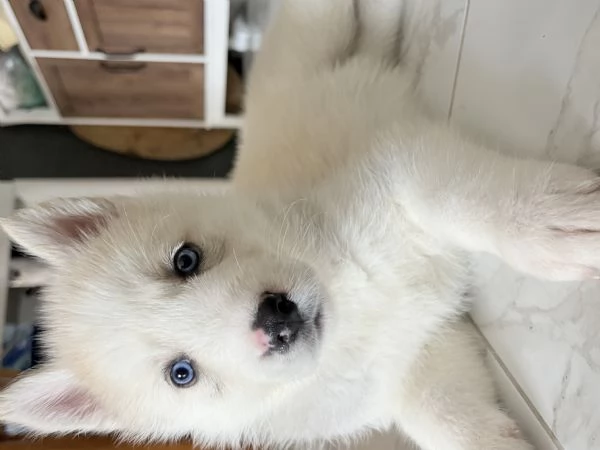 Husky NO PEDIGREE | Foto 4