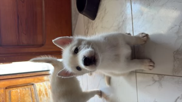Husky NO PEDIGREE | Foto 3