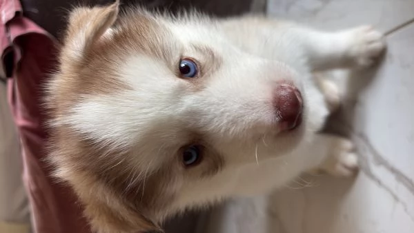 Husky NO PEDIGREE | Foto 1