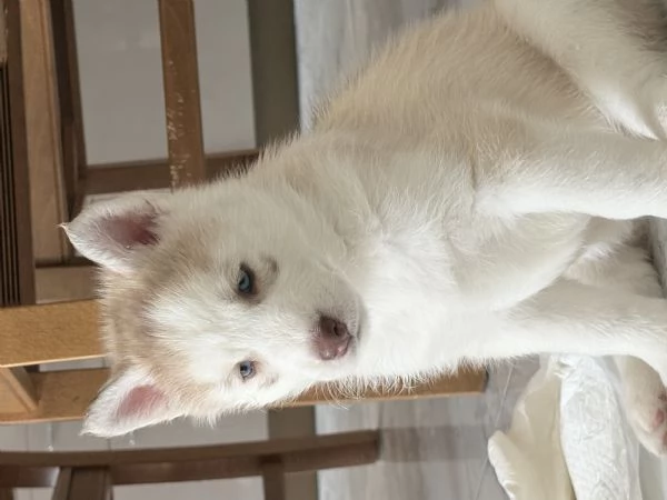 Husky NO PEDIGREE | Foto 0