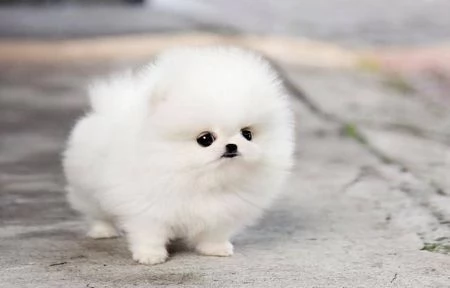 VOLPINI SPITZ di POMERANIA CUCCIOLI  PAGAMENTO RATEIZZABILE | Foto 1