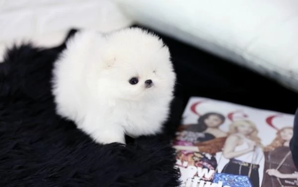 VOLPINI SPITZ di POMERANIA CUCCIOLI  PAGAMENTO RATEIZZABILE