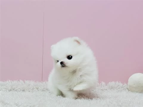 VOLPINI SPITZ di POMERANIA CUCCIOLI  PAGAMENTO RATEIZZABILE | Foto 0