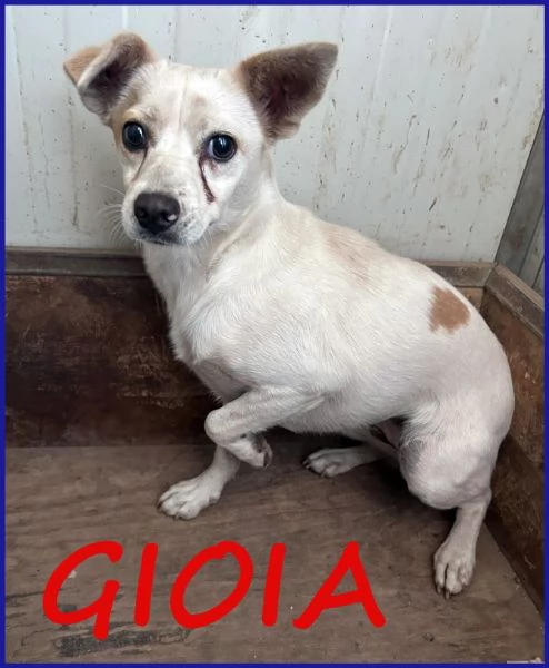 GIOIA 3 ANNI 8 KG VIVEVA CON UN BRANCO DI 30 CANI ED E ANCORA TIMOROSA MA CERCA UNANIMA GRANDE C