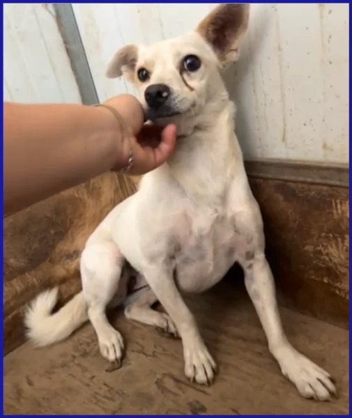 GIOIA 3 ANNI 8 KG VIVEVA CON UN BRANCO DI 30 CANI ED E ANCORA TIMOROSA MA CERCA UNANIMA GRANDE C | Foto 2