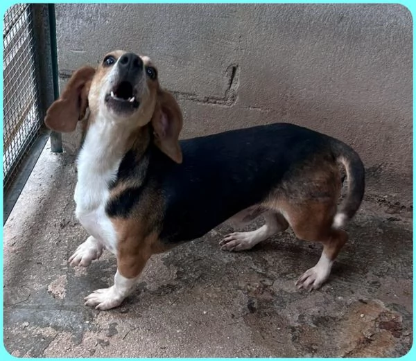 NAPOLEONE MIX BEAGLE 4 ANNI SI DISPERA NEL SUO BOX E SOGNA QUALCUNO CHE LO AMI | Foto 6