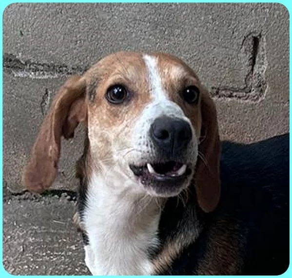 NAPOLEONE MIX BEAGLE 4 ANNI SI DISPERA NEL SUO BOX E SOGNA QUALCUNO CHE LO AMI | Foto 5
