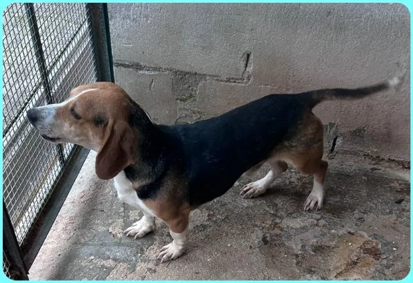 NAPOLEONE MIX BEAGLE 4 ANNI SI DISPERA NEL SUO BOX E SOGNA QUALCUNO CHE LO AMI | Foto 2