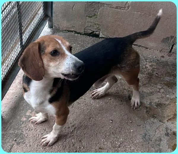 NAPOLEONE MIX BEAGLE 4 ANNI SI DISPERA NEL SUO BOX E SOGNA QUALCUNO CHE LO AMI | Foto 1