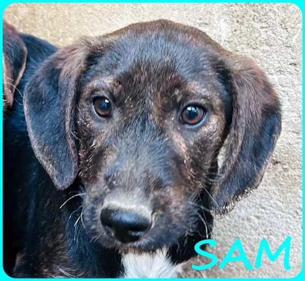 FRED E SAM CUCCIOLI 5 MESI SIMIL BASSOTTINI SE NON TROVERANNO UNA MAMMA UMANA CRESCERANNO IN GABBIA | Foto 6