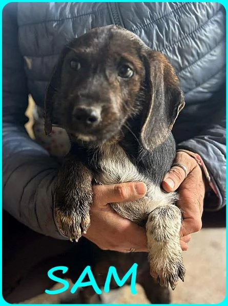 FRED E SAM CUCCIOLI 5 MESI SIMIL BASSOTTINI SE NON TROVERANNO UNA MAMMA UMANA CRESCERANNO IN GABBIA | Foto 5