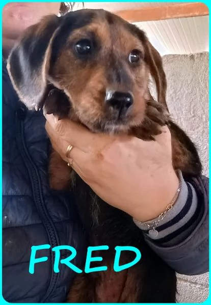 FRED E SAM CUCCIOLI 5 MESI SIMIL BASSOTTINI SE NON TROVERANNO UNA MAMMA UMANA CRESCERANNO IN GABBIA | Foto 4