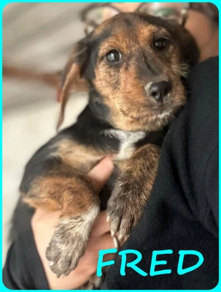 FRED E SAM CUCCIOLI 5 MESI SIMIL BASSOTTINI SE NON TROVERANNO UNA MAMMA UMANA CRESCERANNO IN GABBIA | Foto 1