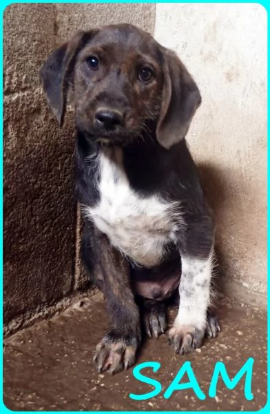 FRED E SAM CUCCIOLI 5 MESI SIMIL BASSOTTINI SE NON TROVERANNO UNA MAMMA UMANA CRESCERANNO IN GABBIA | Foto 0