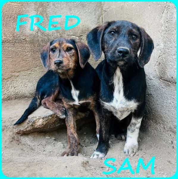 FRED E SAM CUCCIOLI 5 MESI SIMIL BASSOTTINI SE NON TROVERANNO UNA MAMMA UMANA CRESCERANNO IN GABBIA