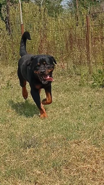 Ares giovane Rottweiler equilibrato socievole 