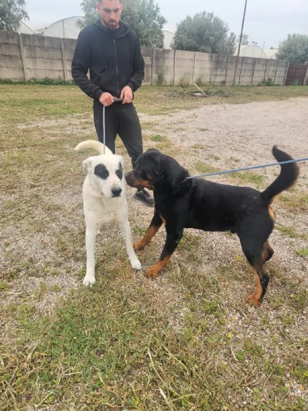 Ares giovane Rottweiler equilibrato socievole  | Foto 6