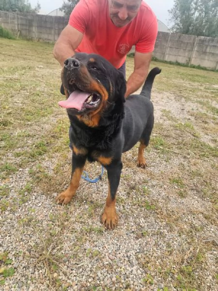 Ares giovane Rottweiler equilibrato socievole 