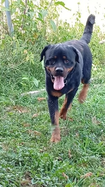 Ares giovane Rottweiler equilibrato socievole  | Foto 4