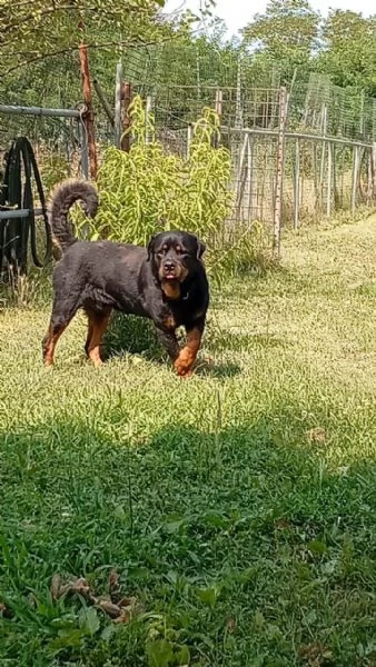 Ares giovane Rottweiler equilibrato socievole  | Foto 3