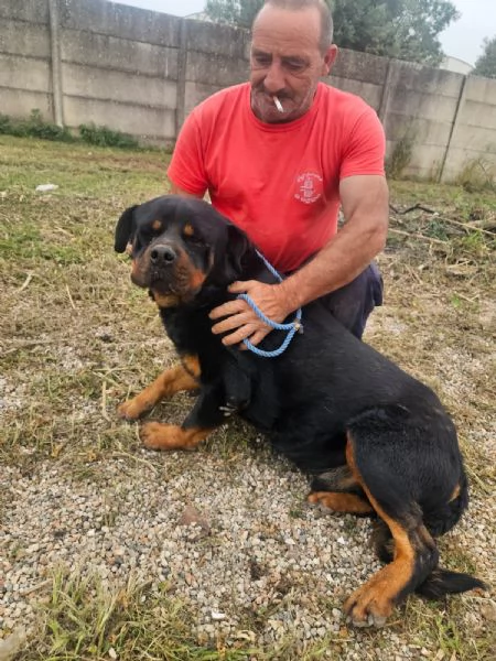 Ares giovane Rottweiler equilibrato socievole  | Foto 2