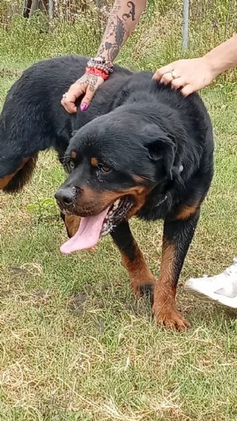 Ares giovane Rottweiler equilibrato socievole  | Foto 1