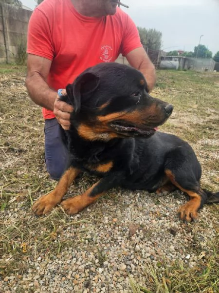 Ares giovane Rottweiler equilibrato socievole  | Foto 1