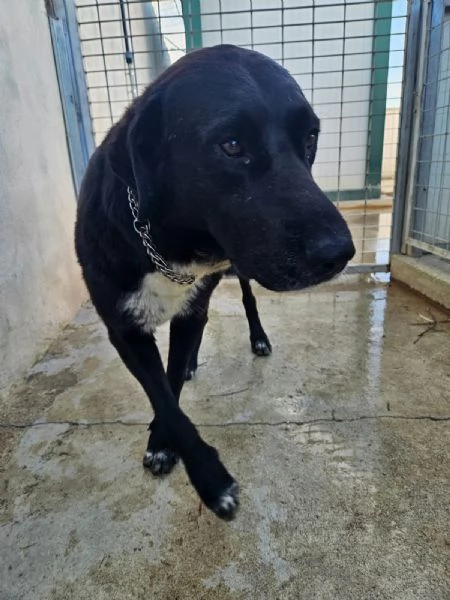 Nerone equilibrato socievole affettuoso  | Foto 0