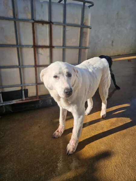 Consuelo adozione del cuore o stallo casalingo | Foto 4