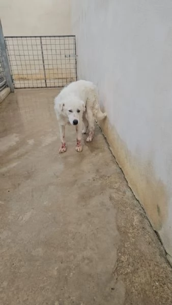 Consuelo adozione del cuore o stallo casalingo  | Foto 3
