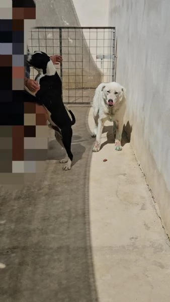Consuelo adozione del cuore o stallo casalingo  | Foto 3