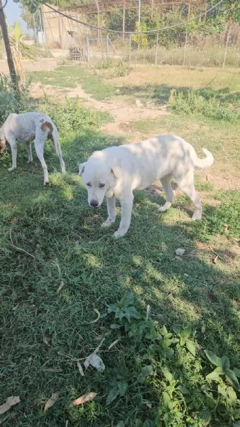 Consuelo adozione del cuore o stallo casalingo  | Foto 2