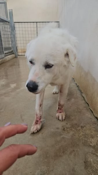 Consuelo adozione del cuore o stallo casalingo  | Foto 1