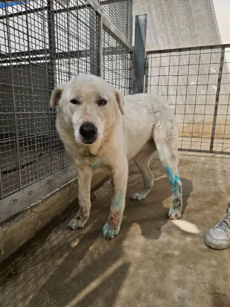 Consuelo adozione del cuore o stallo casalingo  | Foto 0