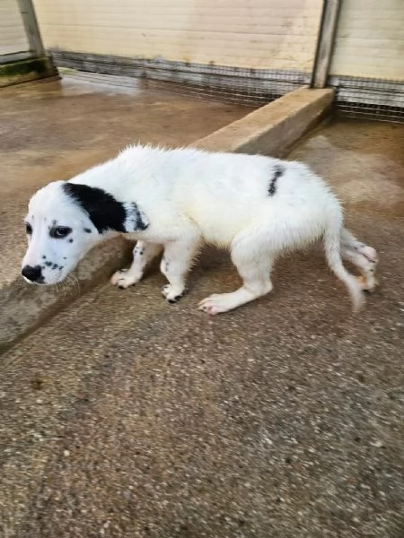 Pera 3 mesi mix setterina  | Foto 6