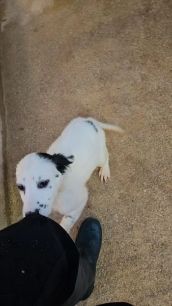 Pera 3 mesi mix setterina 