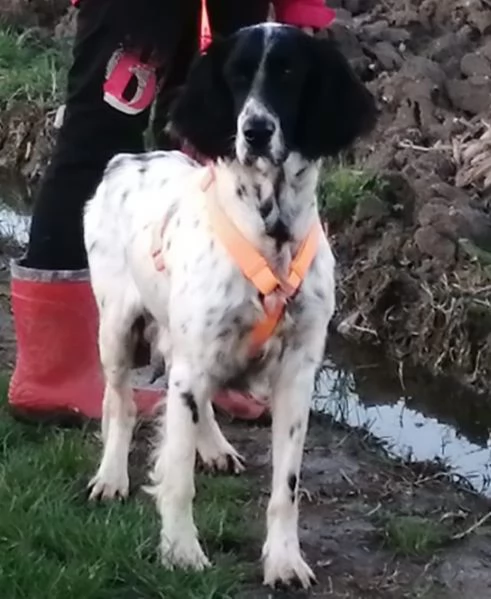 Pera 3 mesi mix setterina  | Foto 0