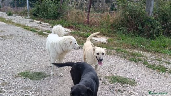 Furbo educato socievole amico dei bimbi  | Foto 3