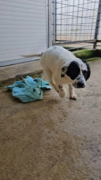 Polda 3 mesi mix setterina | Foto 4