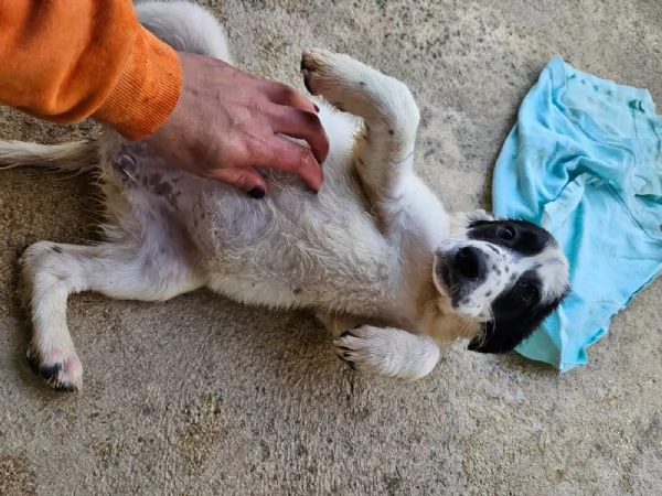 Polda 3 mesi mix setterina