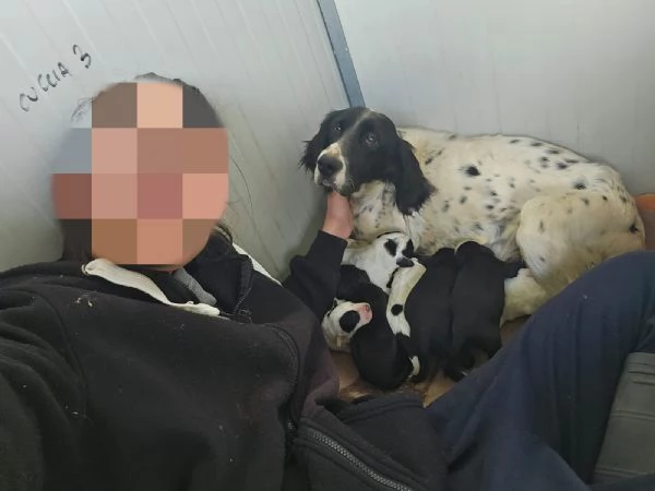 Polda 3 mesi mix setterina | Foto 1