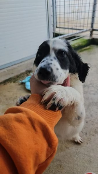 Polda 3 mesi mix setterina | Foto 0