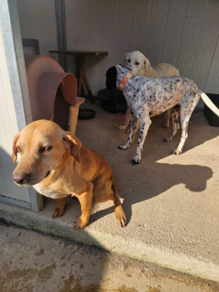 Speedy giovane bracco socievole affettuoso  | Foto 4