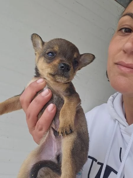 Cuccioli taglia piccola maschietto e femminucce  | Foto 1